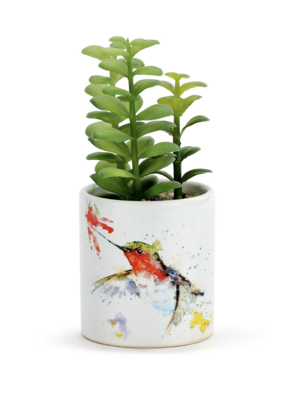 Hummer and Flower Succulent Hummer and Flower Succulent